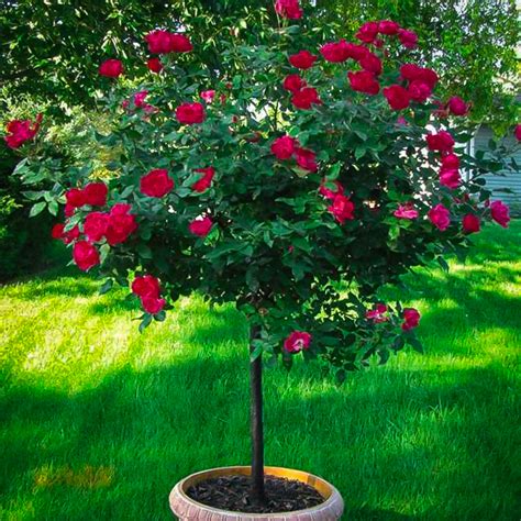 Pink Double Knock Out® Rose Tree Form Ubicaciondepersonascdmxgobmx