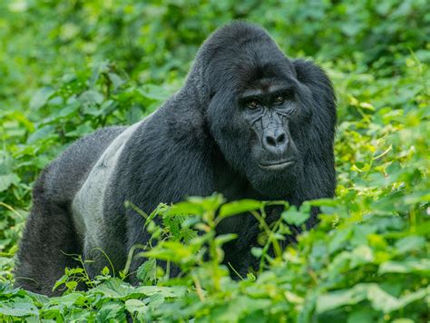 How To Photograph Mountain Gorillas Nature Ttl