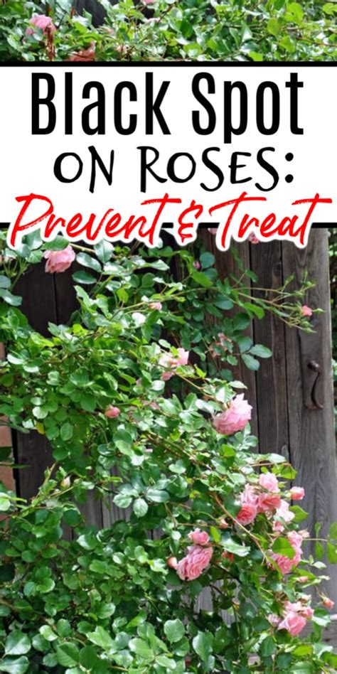 Black Spot On Roses Prevention And Treatment
