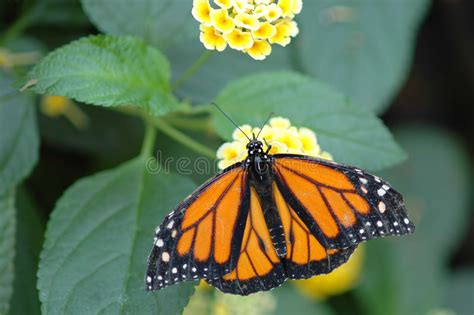 I mazzi possono essere affettuosi, allegri e spiritosi. Farfalla Di Monarca Caterpilar Sul Milkweed Immagine Stock - Immagine di milkweed, pianta: 20585983