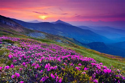 Download 4k Landscape Purple Sunset Flower Wallpaper