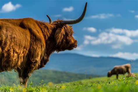 Another Photo On The Theme Of The Highlands Cows