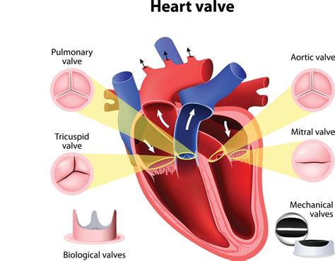 A Beginners Guide To The Heart S Structure Heart Surgery Information