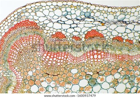 Plant Vascular Bundle Under Microscope Stock Photo Edit Now 1600937479