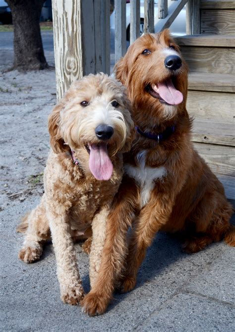 More images for how much is a golden labradoodle » What is the Difference between a Goldendoodle and a ...