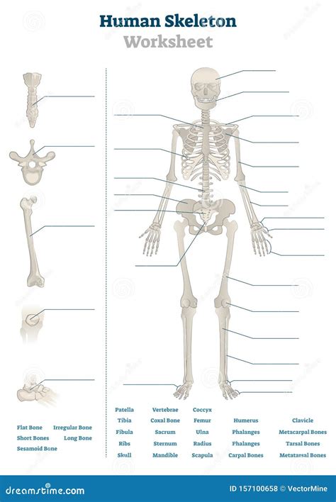 Human Skeleton Worksheet Vector Illustration Blank Educational Bone