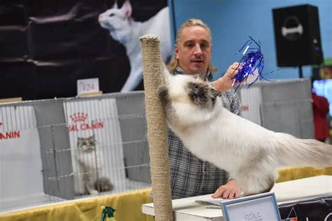Philadelphia Cat Extravaganza A Judged Cat Show Is Coming To The