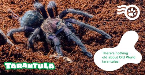 50 Unbelievable Facts About Tarantulas Ultimate Guide 2024