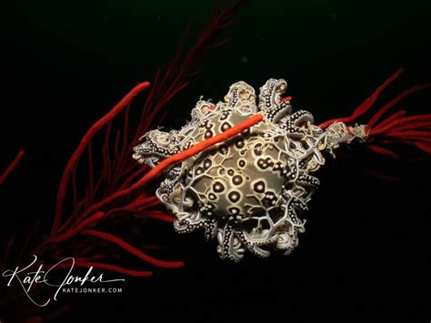 Underwater Photography Tutorials Nature Ttl