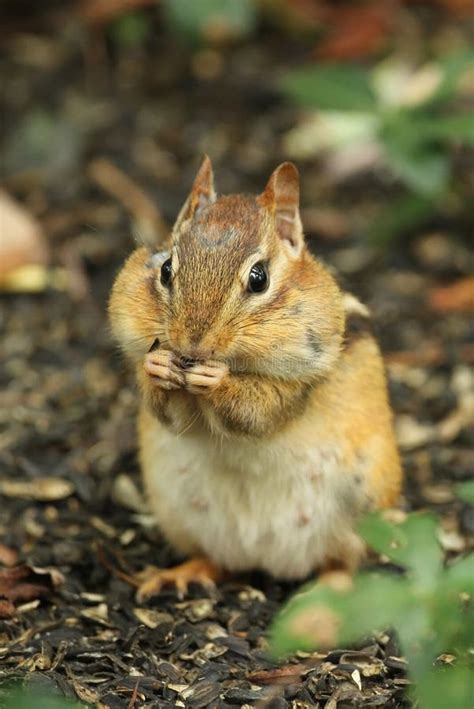 Eastern Chipmunk With Cheeks Full Of Food Stock Image Image Of Rodent