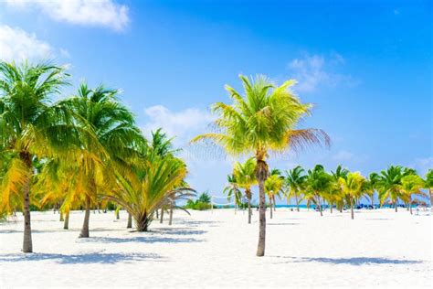 Palm Trees On White Sand Beach Playa Sirena Cayo Largo Cuba Stock