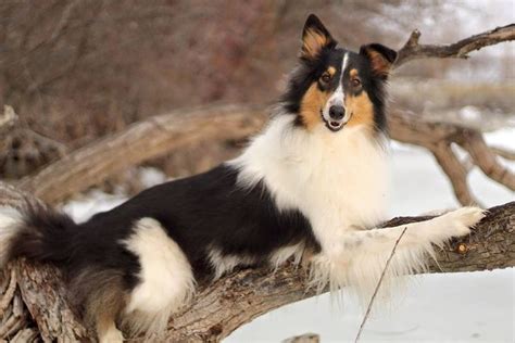 Pin On Scottish Collies