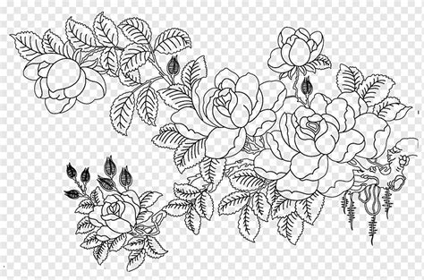 Ilustrasi Bunga Putih Dan Hitam Rosa Multiflora Menggambar Sketsa
