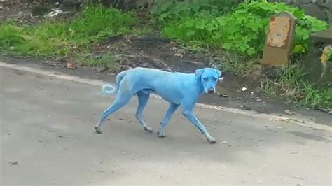 Blue Dogs Spotted In India—whats Causing It