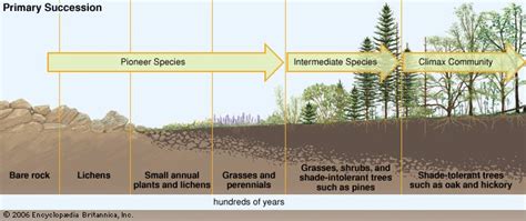 43,882 likes · 213 talking about this. primary succession | Definition, Stages, & Facts | Britannica