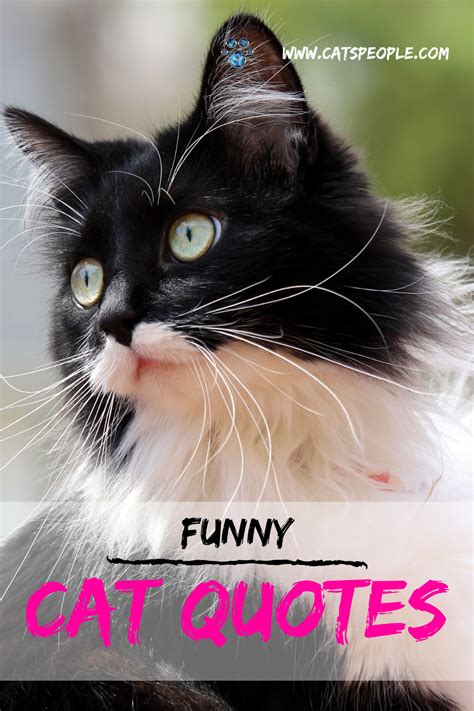 20 Funny Cat Quotes