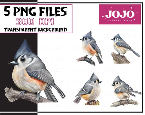 5 Tufted Titmouse Bird Png Clipart Tufted Titmouse Etsy