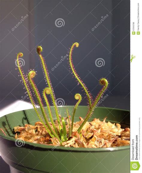 Free svg cut files to download. Unique strange weird plant stock photo. Image of ...