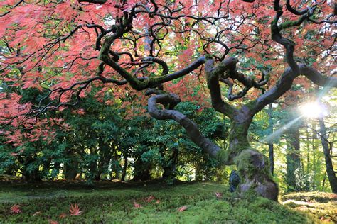 Check spelling or type a new query. Fall Color Update: October 26, 2017 - Portland Japanese Garden