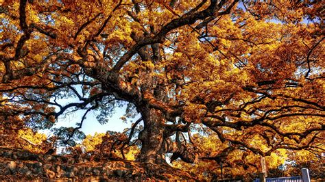Giant Tree Autumn Wallpaper 1920x1080 30385