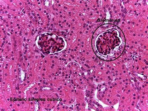 Tecido Epitelial De Revestimento Histologia E Embriologia