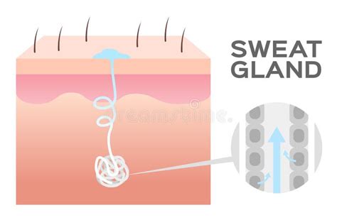 Sweat Gland Vector Skin Stock Vector Illustration Of Apocrine