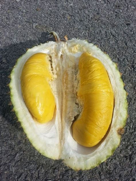 Membagi bibit musang king buah lai terlalu dikit daging nya, wangi nya ok, tapi rasa nya masih lebih enak durian. Bibit Durian Musang King ~ Bibit Durian Musang King ...