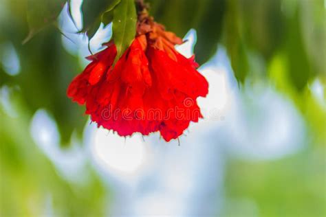 Beautiful Red Budding Pride Of Burma Flowers Amherstia Nobilis On