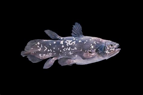There are two known species of coelacanth, the west indian ocean and indonesian. Coelacanth