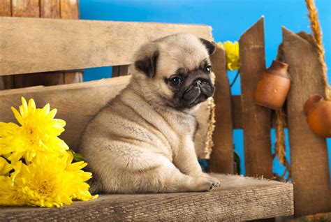 Top 20 Cutest Dog Breeds That Are Guilty Of Being Too