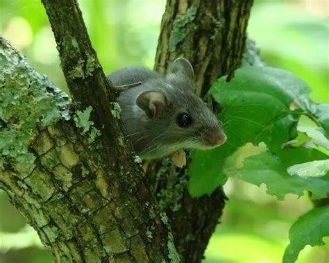 Eastern Deer Mouse Facts Diet Habitat And Pictures On Animaliabio