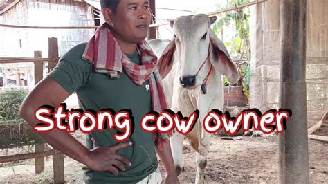Find The Strongest Cow The Biggest And Most Beautiful Cow Youtube