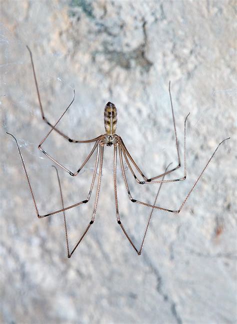 Arañas Araña de Patas Largas