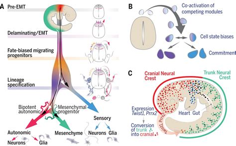 Spatiotemporal Structure Of Cell Fate Decisions In Murine Neural Crest