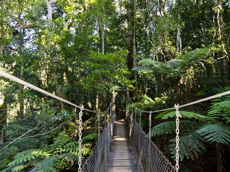 Tree Top Walkway Attraction Queensland