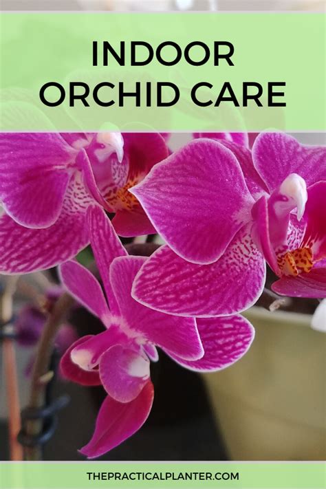 Indoor Orchid Care Learn How To Take Care Of Your Orchids Like A Pro