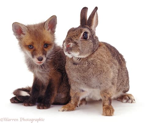 Rabbit And Fox Cub Photo Wp05827