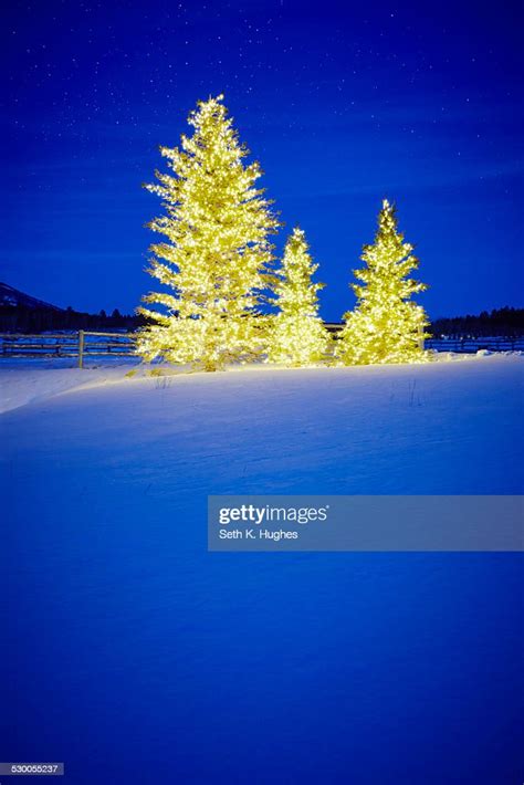 Row Of Three Fir Trees With Christmas Lights In Snow Covered Landscape