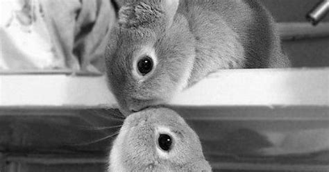 Bunny Kisses Imgur