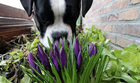 10 common poisonous plants for dogs. 10 Plants That are Poisonous to Pets