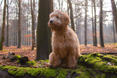 Top 15 Mini Goldendoodle Breeders In The Us 2022 Marvelous Dogs