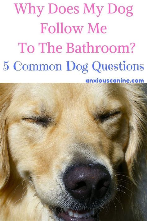 Why Do Dogs Smell Each Others Bottoms Dog Smells Elderly Dog Care