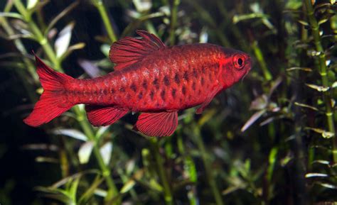 Top Types Of Barb Fish Species For Your Freshwater Fish Tanks