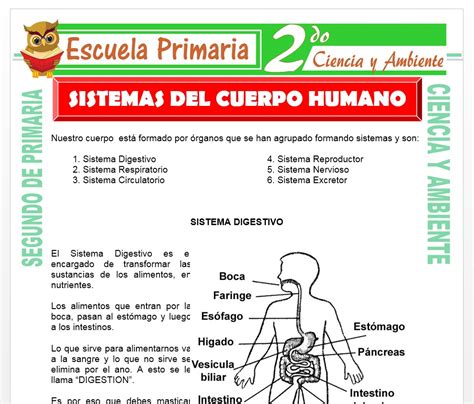 Sistema Del Cuerpo Humano Para Segundo De Primaria