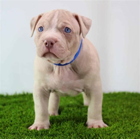 Top 10 Gray Pitbull Puppy With Blue Eyes You Need To Know