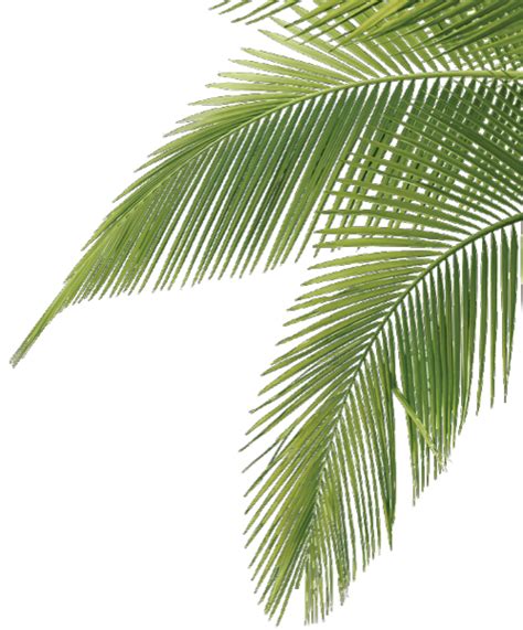 palmtree cute aesthetic leaves tropical freetoedit... png image