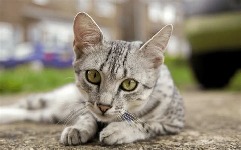 Egyptian Mau Cat Breed Behavior Grooming And Personality Traits