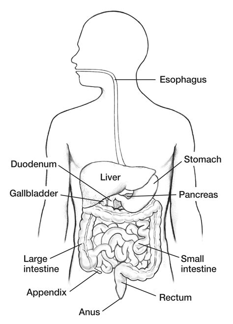 Labelled Digestive System