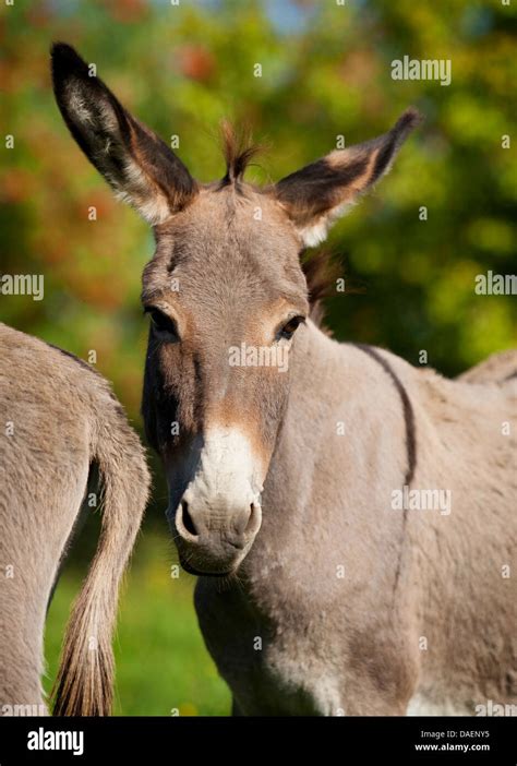 Donkey Breeds Hi Res Stock Photography And Images Alamy