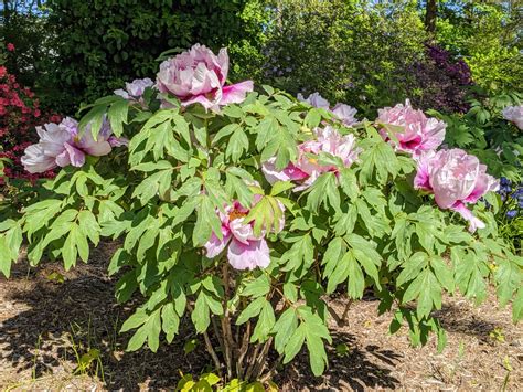 The Blooming Tree Peonies At My Farm The Martha Stewart Blog